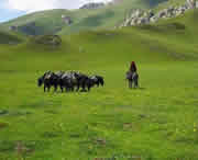 合作天气预报15天